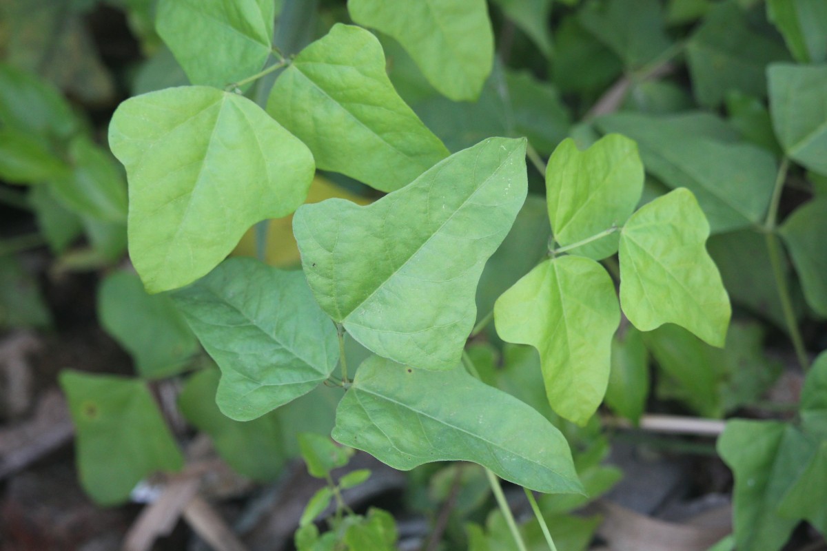 Psophocarpus scandens (Endl.) Verdc.
